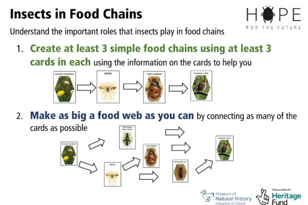 Sample of the 'insects in food chains' worksheet
