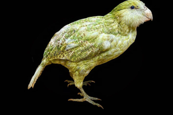 A kakapo specimen