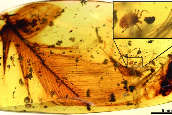 lr1 hard tick grasping a dinosaur feather preserved in 99 million year old burmese amber extracted from the open access publication