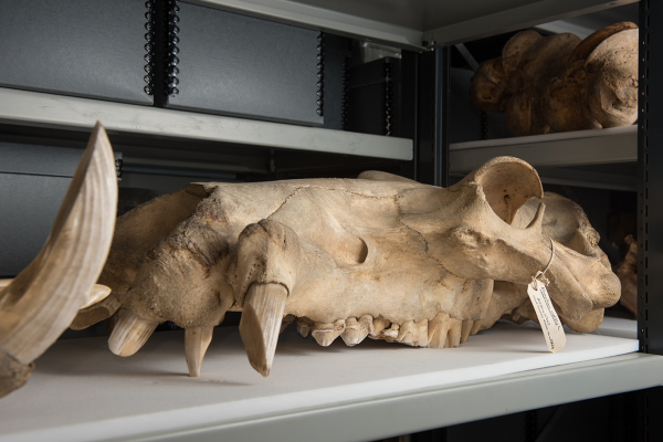 Mammal skull, Oxford University Museum of Natural History