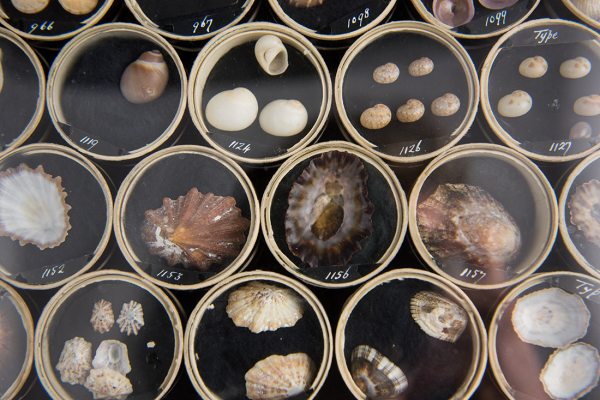 Recent mollusc collection at the Museum of Natural History