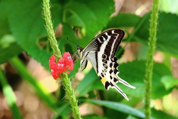 Natewa Swallowtail (Papilio natewa)