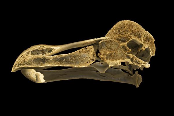 CT scan of the Oxford Dodo skull