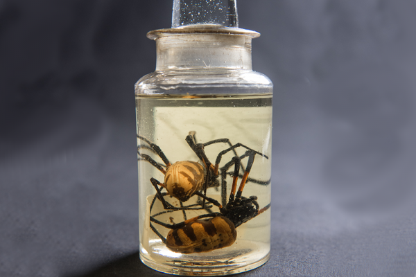 Arachnida collection, Oxford University Museum of Natural History