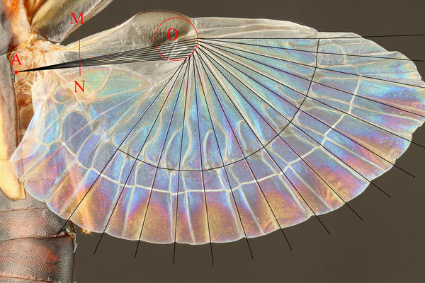 Schematic for the new design method of the earwig-inspired fan shown projected onto the hind wing of an earwig (Proreus simulans).
