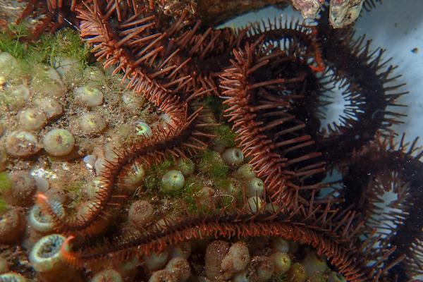 Starry eyes on the reef: colour-changing brittle stars can see