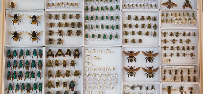 bee specimens