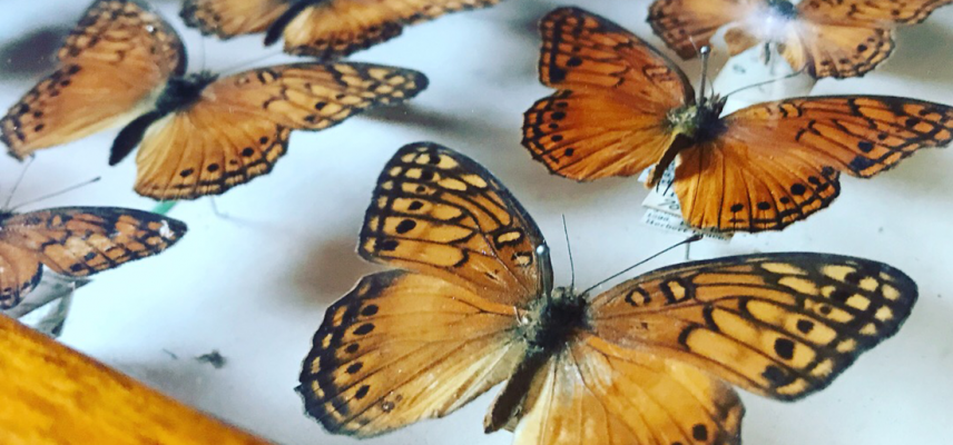 butterflies drawer