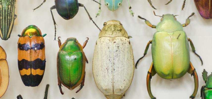 Insect collection at the Museum of Natural History