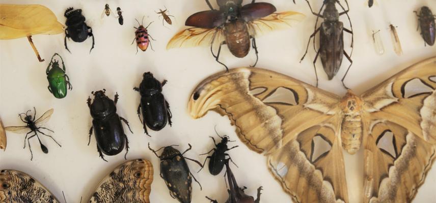 Drawer of insects including a large moth and several beetles