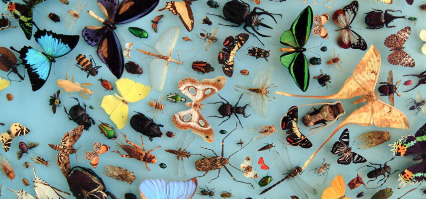 The diversity of insects - Oxford University Museum of Natural History