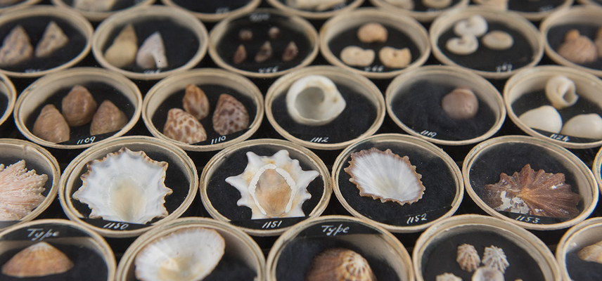 Mollusc collection at the Museum