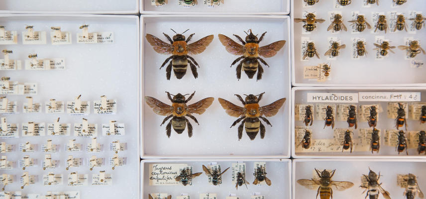 photo of bee specimens