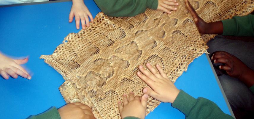 Primary school children touching snake skin