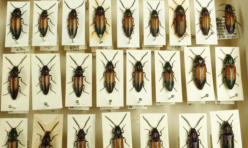 Image showing three rows of pinned Coleoptera specimens from the HOPE insect collection. The insects are black with some brown on their wings.