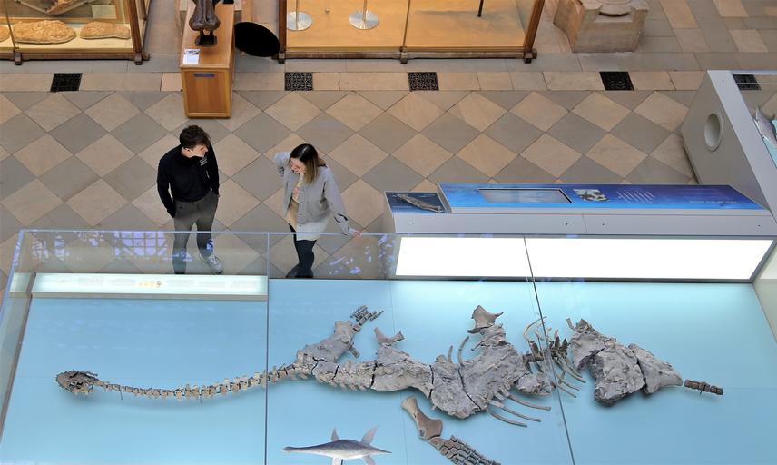 Two visitors examining the plesiosaur exhibit