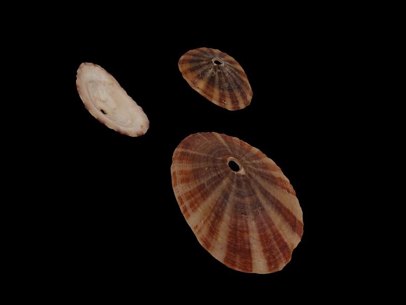 Fissurella limpets