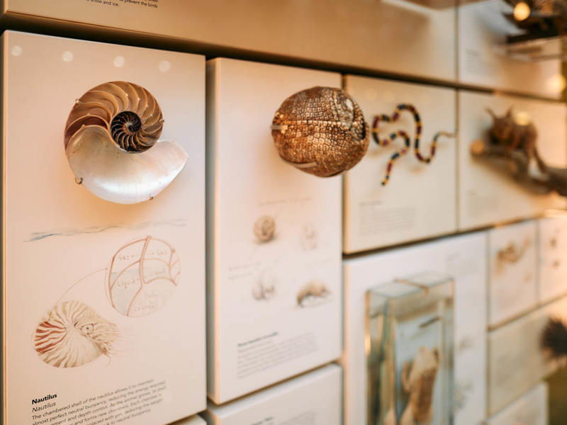 A close-up of a Museum display with a cross-section of a Nautilus shell