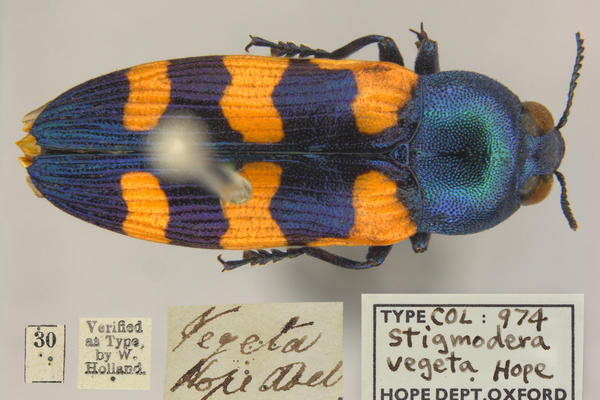 Jewel Beetle from the collection 