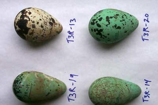 murre eggs