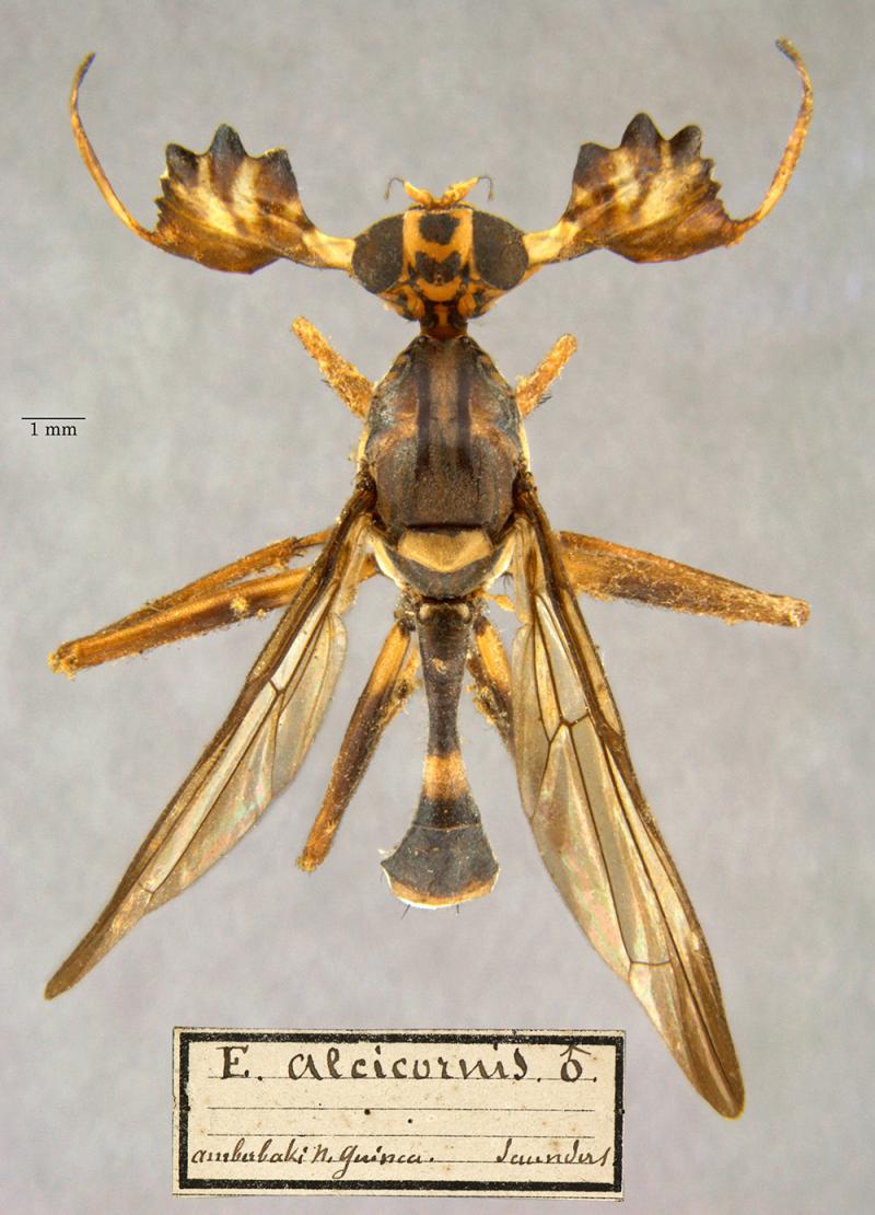 alcicornis insect