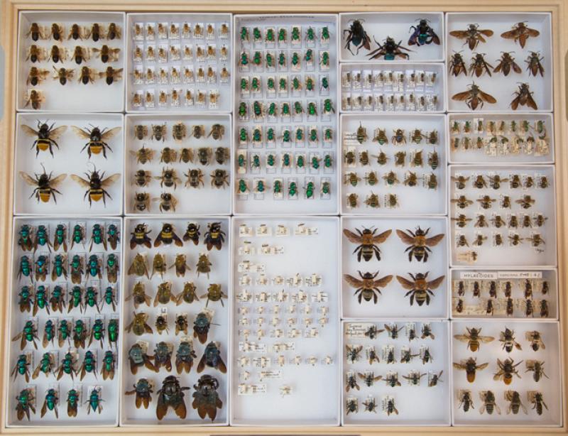 bee specimens