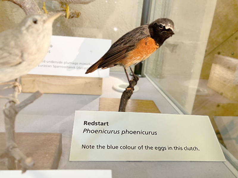 A taxidermy redstart pipit on display in the Museum