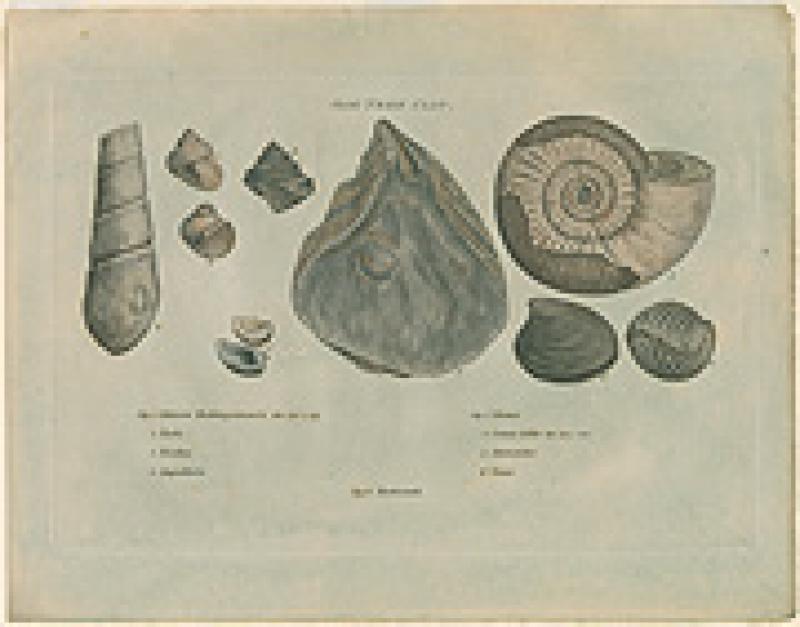 smith fossils