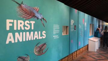 The First Animals exhibition at Oxford University Museum of Natural History 
