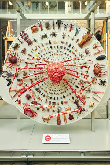 A new display at OUMNH featuring a giant Japanese Spider Crab and hundreds of other arthropods