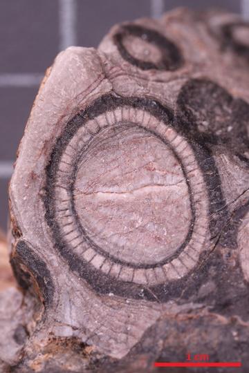 Archaeocyathid cross section
