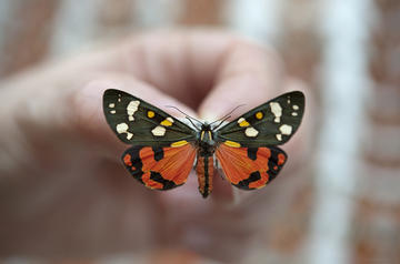 callimorpha oumnh butterfly
