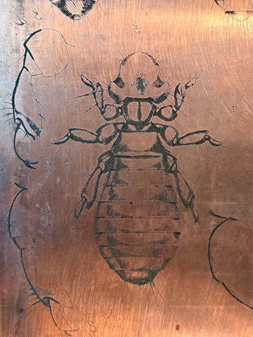 Original copper plate used to print the illustrations for Henry Denny's 1842 book on sucking lice, which were then individually hand-painted by Denny himself.