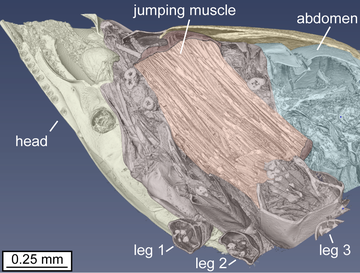Labelled diagram from a micro-CT scan of a planthopper.