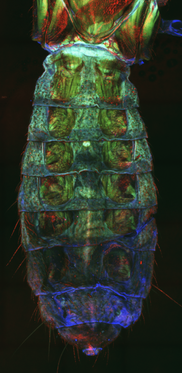 Image from a confocal microscope of a bug's abdomen. The image has been made showing colour channels in red, green, and blue.