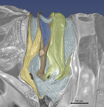 micro-CT image of the snapping organ of a planthopper. The snapping organ is around 400 micrometres across. 