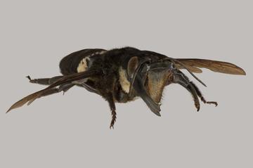wallaces giant bee megachile pluto