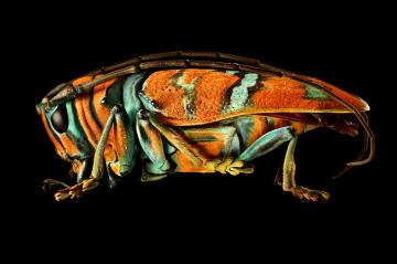 Jewel Longhorned Beetle Jewel Longhorned Beetle by Levon Biss