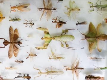 A try of a selection of praying mantis specimens