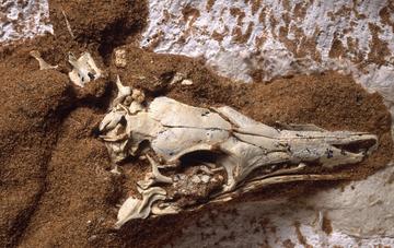 Photograph of fossilized Shuvuuia deserti skeleton by Mick Ellison - American Museum of Natural History