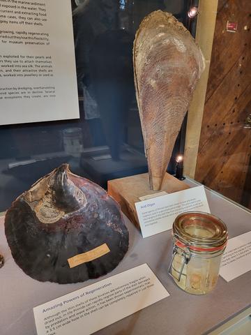 An acid organ and some other pinnids on display