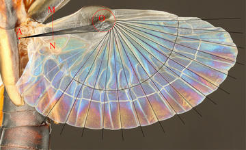 Schematic for the new design method of the earwig-inspired fan shown projected onto the hind wing of an earwig (Proreus simulans). Schematic for the new design method of the earwig-inspired fan shown projected onto the hind wing of an earwig (Proreus simulans).