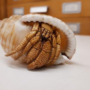 hermit crab specimen