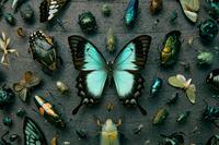 insects at OUMNH