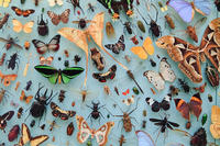 insects at OUMNH